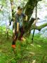 gal/2015/07_U Kratojc na chate/_thb_IMG_1516.JPG